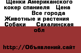 Щенки Американского кокер спаниеля › Цена ­ 15 000 - Все города Животные и растения » Собаки   . Сахалинская обл.